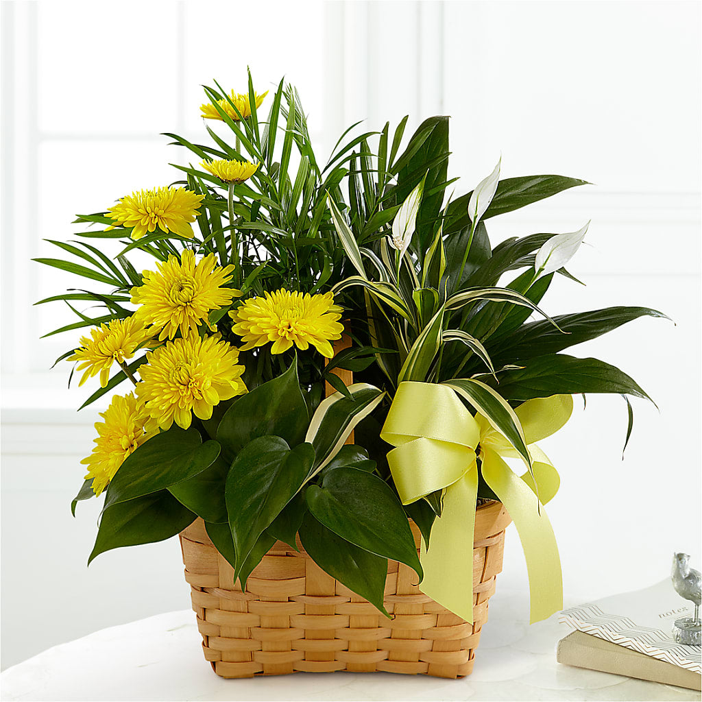 Loving Light Dishgarden – Jasmin Florist, S Richmond Hl NY