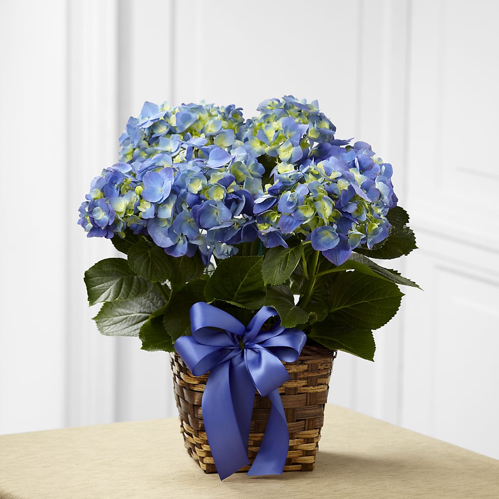 Blue Hydrangea Planter – Jasmin Florist, S Richmond Hl NY