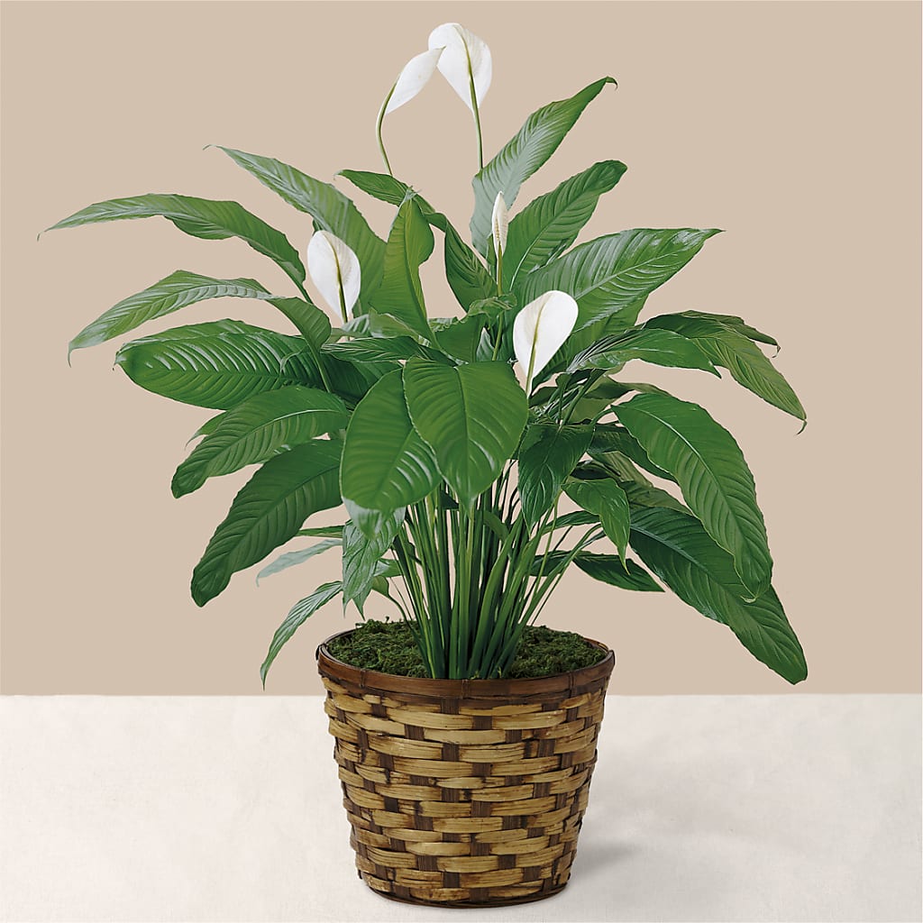Tranquil Moments Peace Lily Plant – Jasmin Florist, S Richmond Hl NY