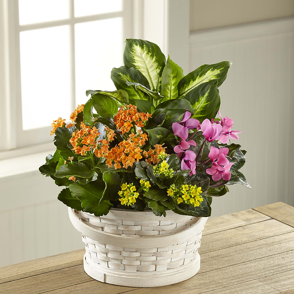 Color Crush Dishgarden – Jasmin Florist, S Richmond Hl NY