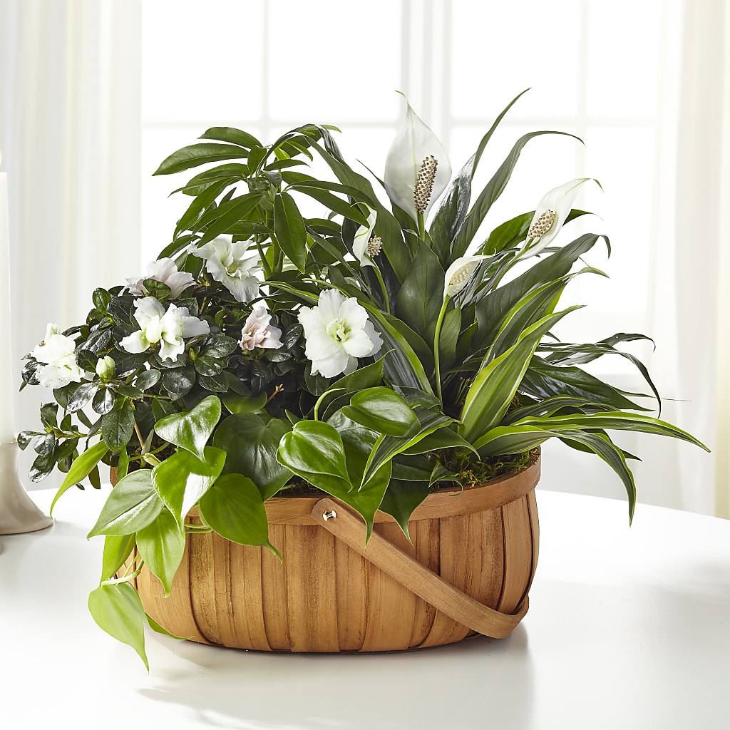 Serene Dishgarden – Jasmin Florist, S Richmond Hl NY