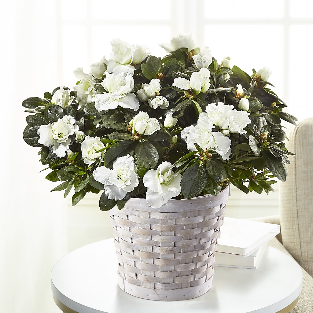 White Azalea Plant – Jasmin Florist, S Richmond Hl NY