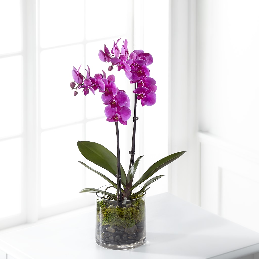 Pink Orchid Plant – Jasmin Florist, S Richmond Hl NY