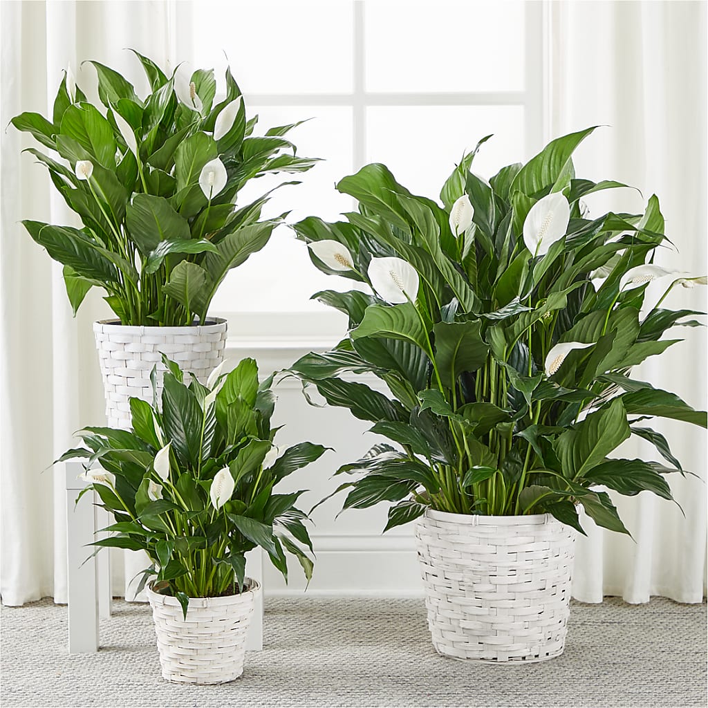 A New Leaf Peace Lily – Jasmin Florist, S Richmond Hl NY