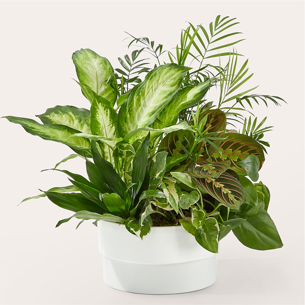 Radiating Positivity Dishgarden – Jasmin Florist, S Richmond Hl NY
