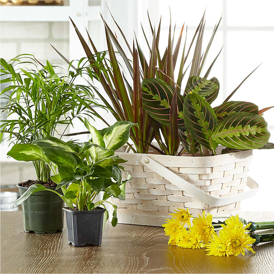 Florist Designed Blooming and Green Plants in a Basket –  Jasmin Florist, S Richmond Hl NY