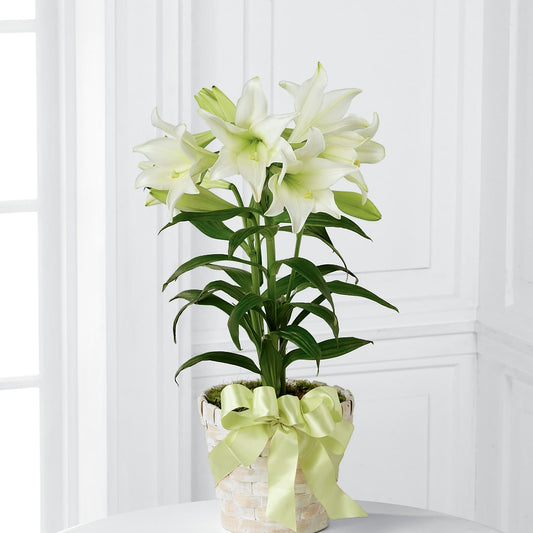Easter Lily Plant –  Jasmin Florist, S Richmond Hl NY