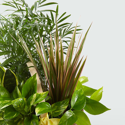French Garden –  Jasmin Florist, S Richmond Hl NY