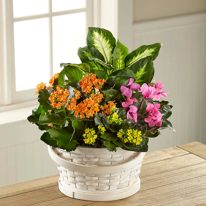 Color Crush Dishgarden –  Jasmin Florist, S Richmond Hl NY