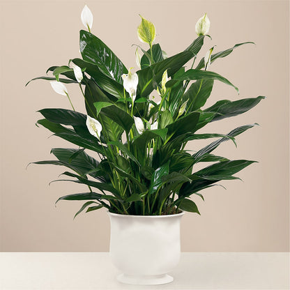 Comfort Planter –  Jasmin Florist, S Richmond Hl NY