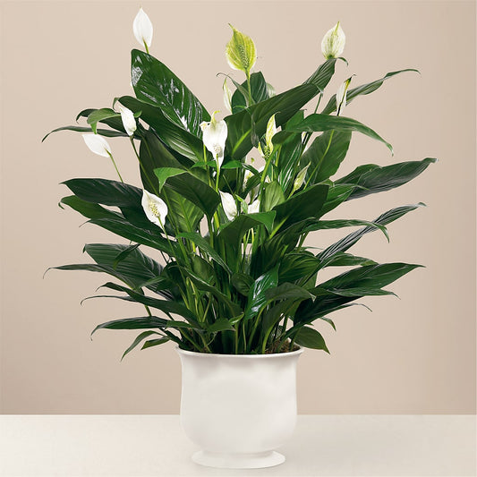 Comfort Planter –  Jasmin Florist, S Richmond Hl NY