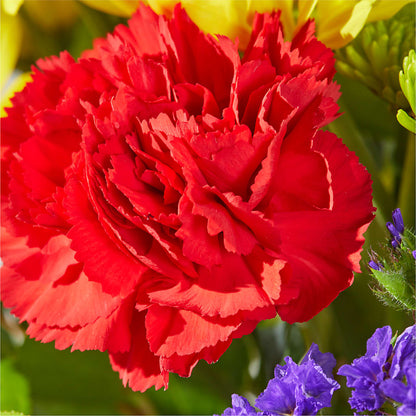 Brighter Days Bouquet –  Jasmin Florist, S Richmond Hl NY