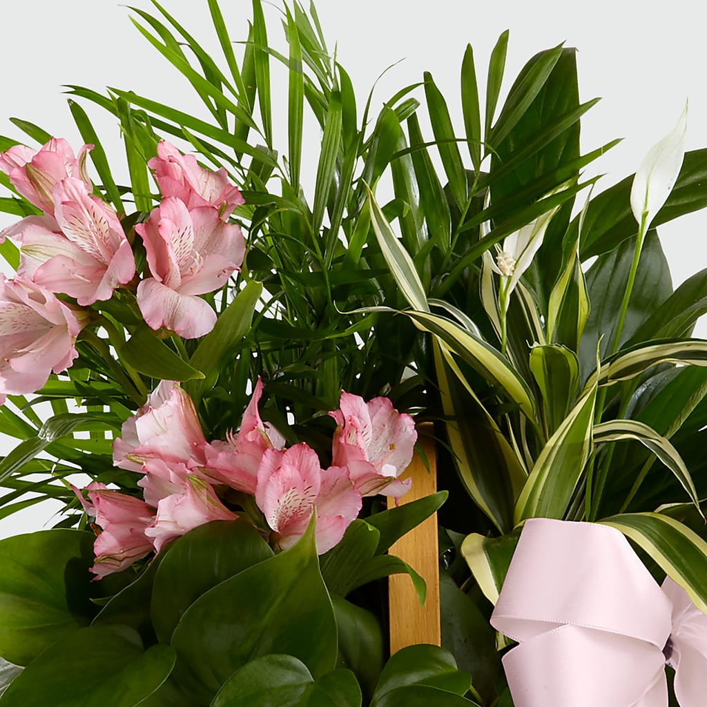 Living Spirit Dishgarden –  Jasmin Florist, S Richmond Hl NY