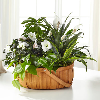 Serene Dishgarden –  Jasmin Florist, S Richmond Hl NY