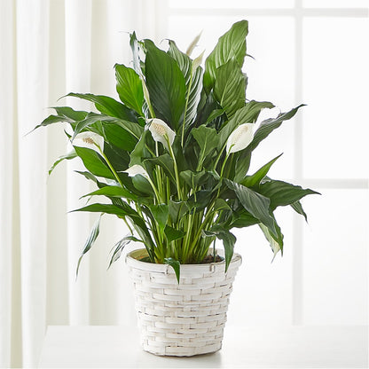 A New Leaf Peace Lily –  Jasmin Florist, S Richmond Hl NY