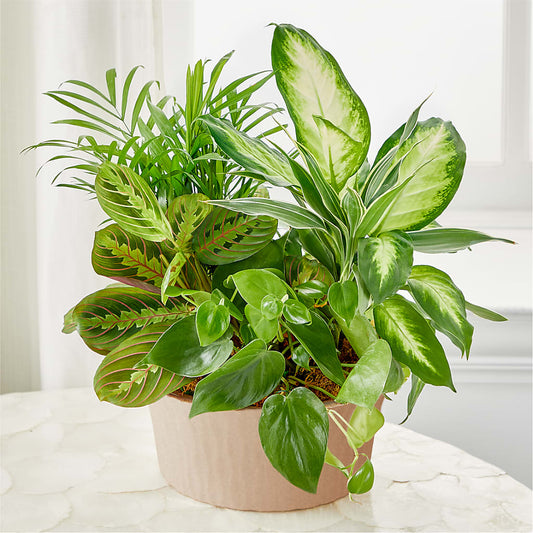 Balance & Harmony Dishgarden –  Jasmin Florist, S Richmond Hl NY
