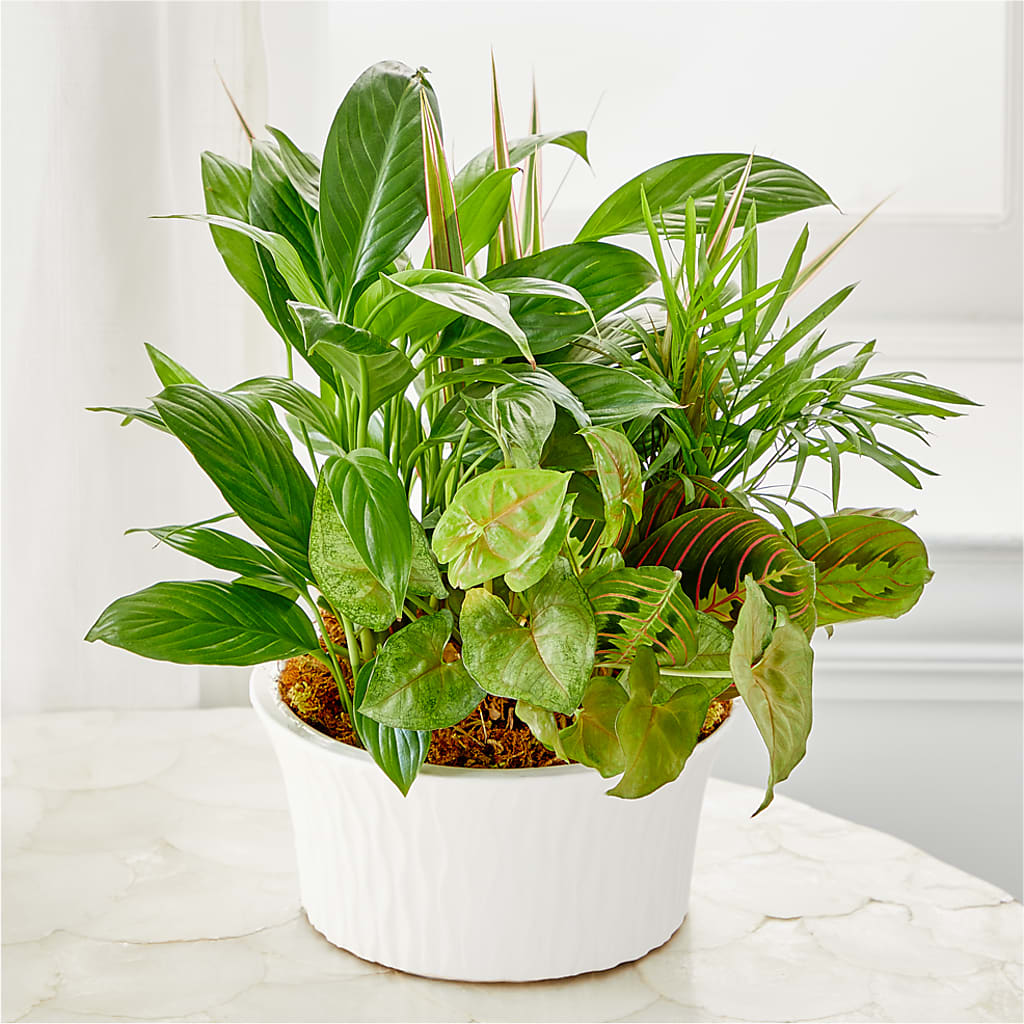 Balance & Harmony Dishgarden –  Jasmin Florist, S Richmond Hl NY