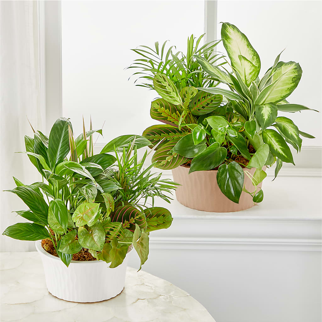 Balance & Harmony Dishgarden –  Jasmin Florist, S Richmond Hl NY